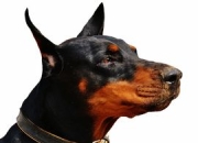 九游体育直播-G2轻取EDG，Meiko开启传奇时刻2025世界赛2:1（洛杉矶）